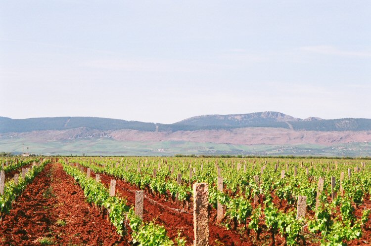 Fields of vineyards near Meknes in Morocco with the mountains in the background