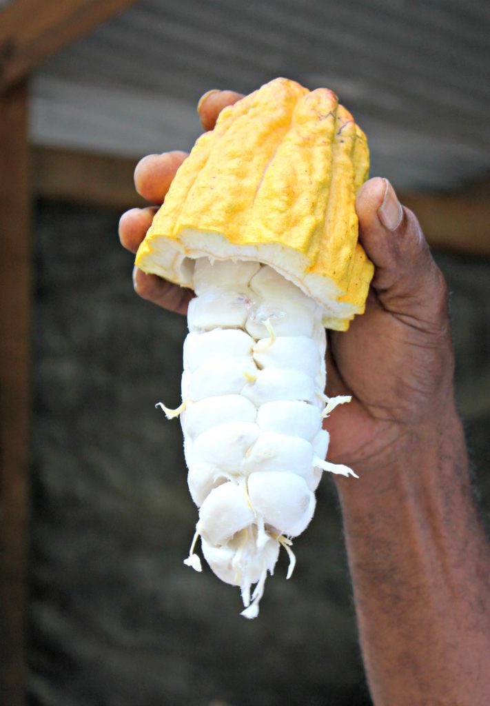 Hand holding up a cacao pod, cut in half showing the white pith inside on a tree to bar tour of a chocolate plantation in St Lucia