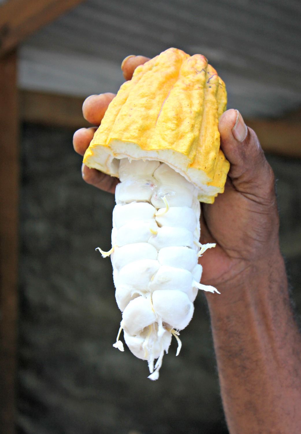 Hand holding up a cacao pod, cut in half showing the white pith inside on a tree to bar tour of a chocolate plantation in St Lucia