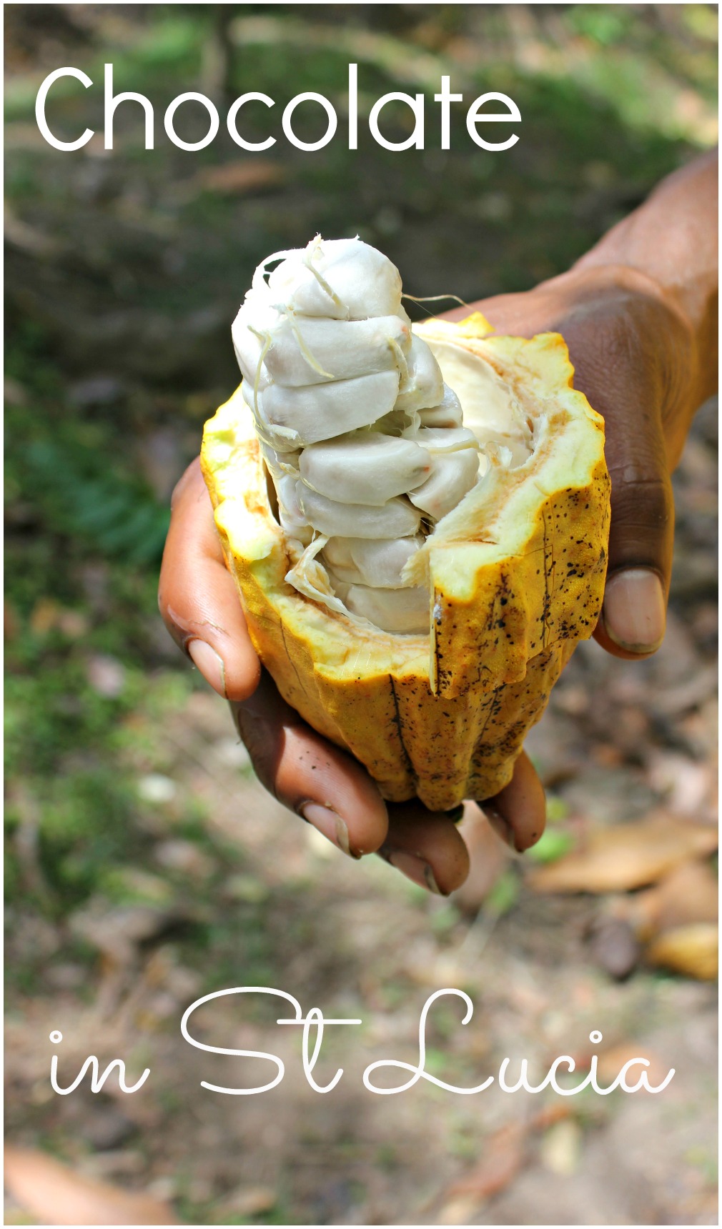 St Lucia's chocolate making history stretches back centuries and the cacao pods still flourish in the hills at Soufriere. Take a tour to discover how chocolate is made, enjoy chocolate themed spa treatments and of course eat and drink the best of the crop in the heart of the Caribbean.