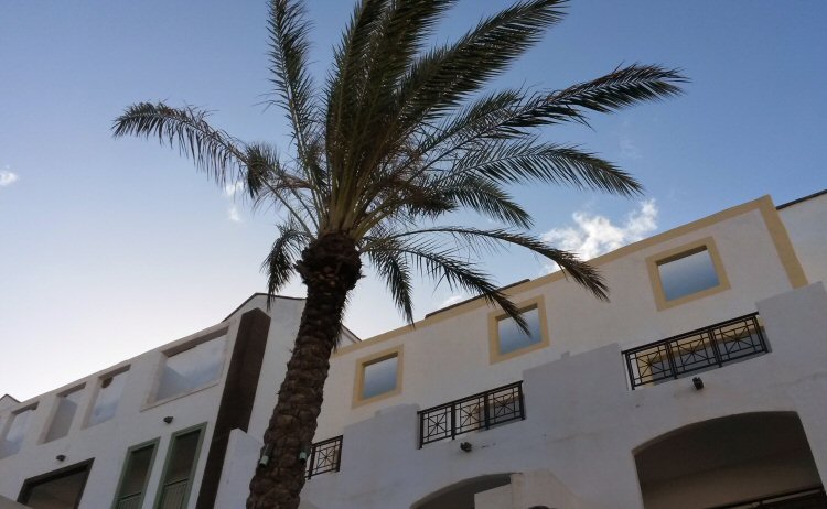 White buildings and palm tree at the Gran Castillo hotel in Lanzarote
