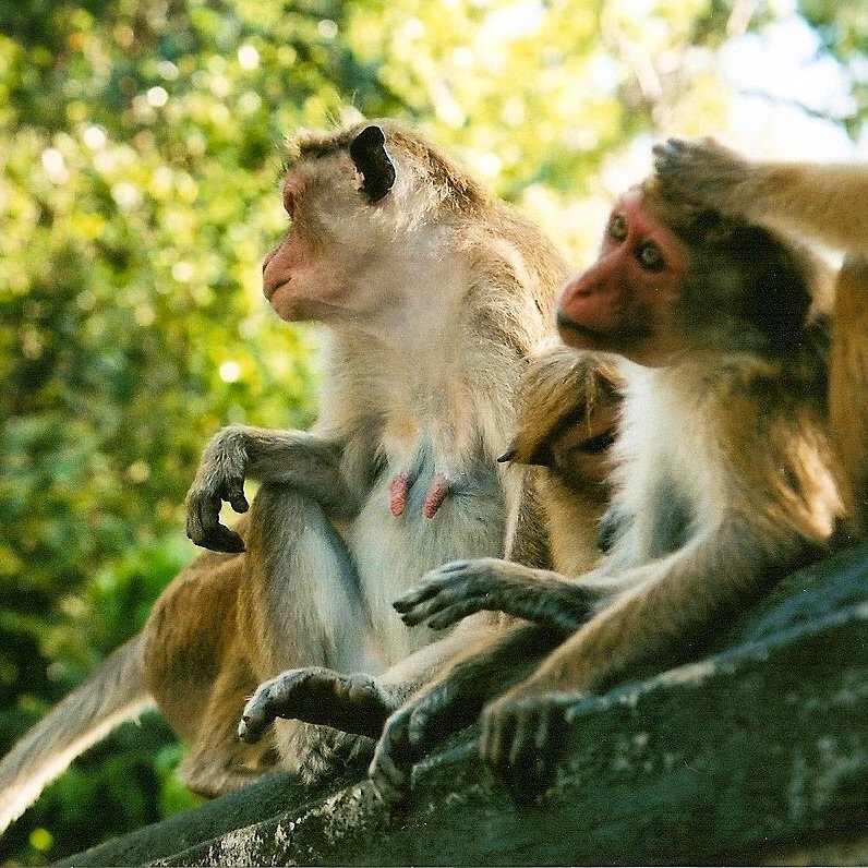 Monkeys at the steps up to the Dambulla caves temple in Sri Lanka for this week's Thursday Travel Treat