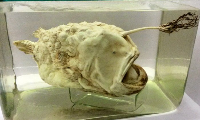 Angler fish - discovering the Natural History Museum for kids aged under five