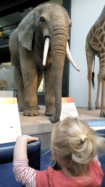 My daughter looks up at an elephant - discovering the Natural History Museum for kids aged under five