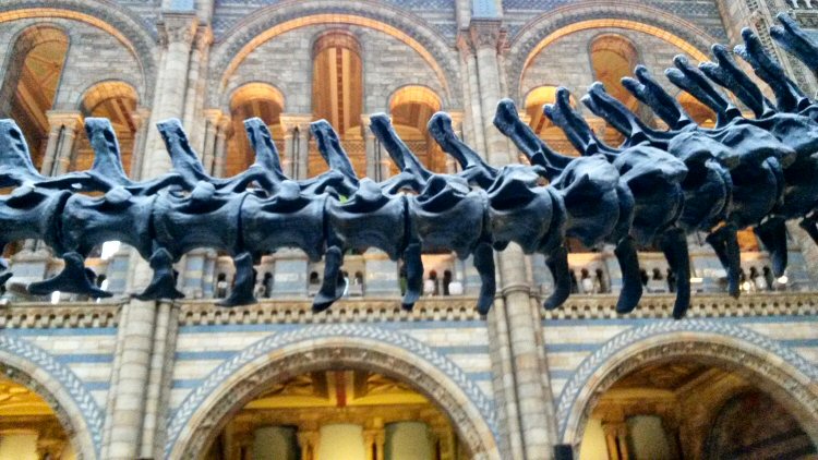 Part of the diplodocus formerly on display in the Hintze Hall at London's Natural History Museum - discovering the Natural History Museum for kids aged under five
