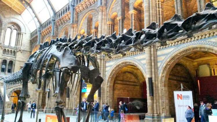 Part of Dippy the diplodocus, the skeleton formerly on display in the Hintze Hall in London's Natural history Museum - discovering the Natural History Museum for kids aged under five