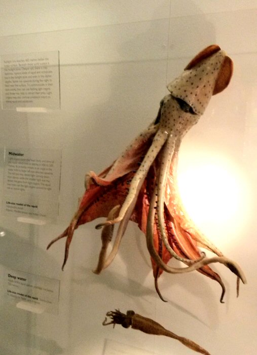 Squid on display in the marine section - discovering the Natural History Museum for kids aged under five