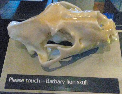 Barbary lion skull, one of the touchable exhibits - discovering the Natural History Museum for kids aged under five