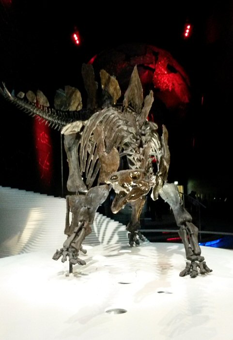 Stegoaurus model (Sophie!) at the foot of the Red Zone in london's Natural History Museum - discovering the Natural History Museum for kids aged under five