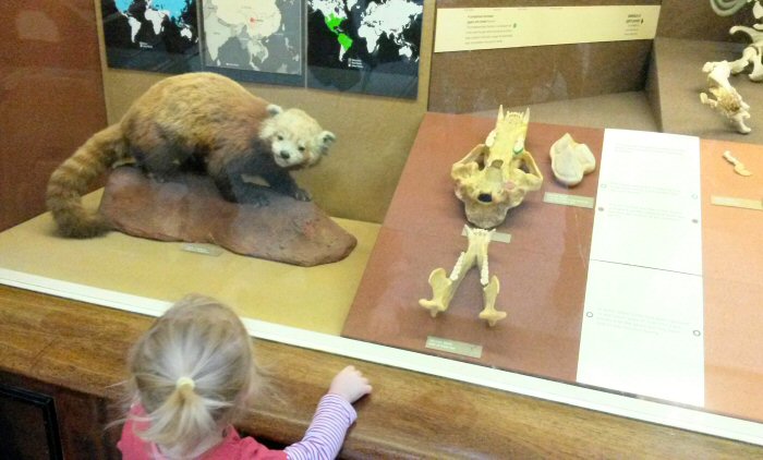 My toddler daughter looking at animal exhibits in the Natural History Museum in London - my ultimate guide to London's museums and tips for London museums with toddlers and kids