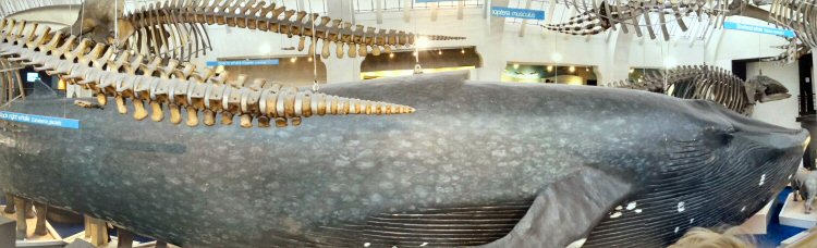 The huge blue whale model in the mammals exhibit - discovering the Natural History Museum for kids aged under five
