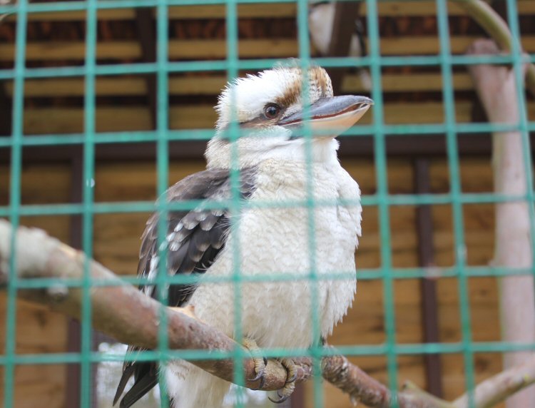 Kookaburra in its enclosure at the Isle of Wight Monkey Haven