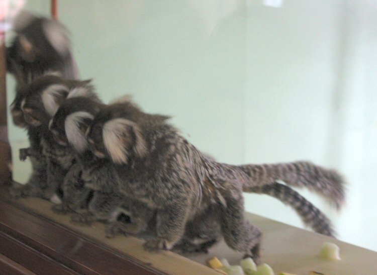 Cottontop tamarins curled up together at the Monkey Haven. Isle of Wight