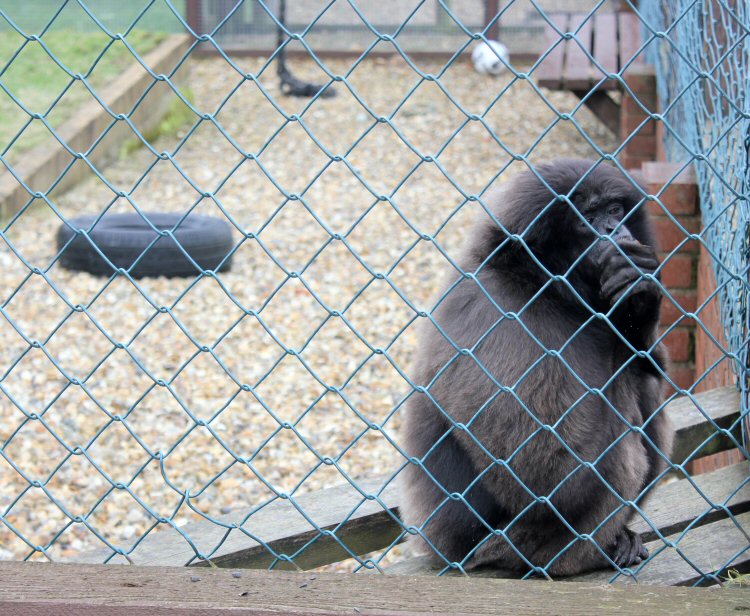 Monkey in its enclosure at the Isle of Wight Monkey Haven