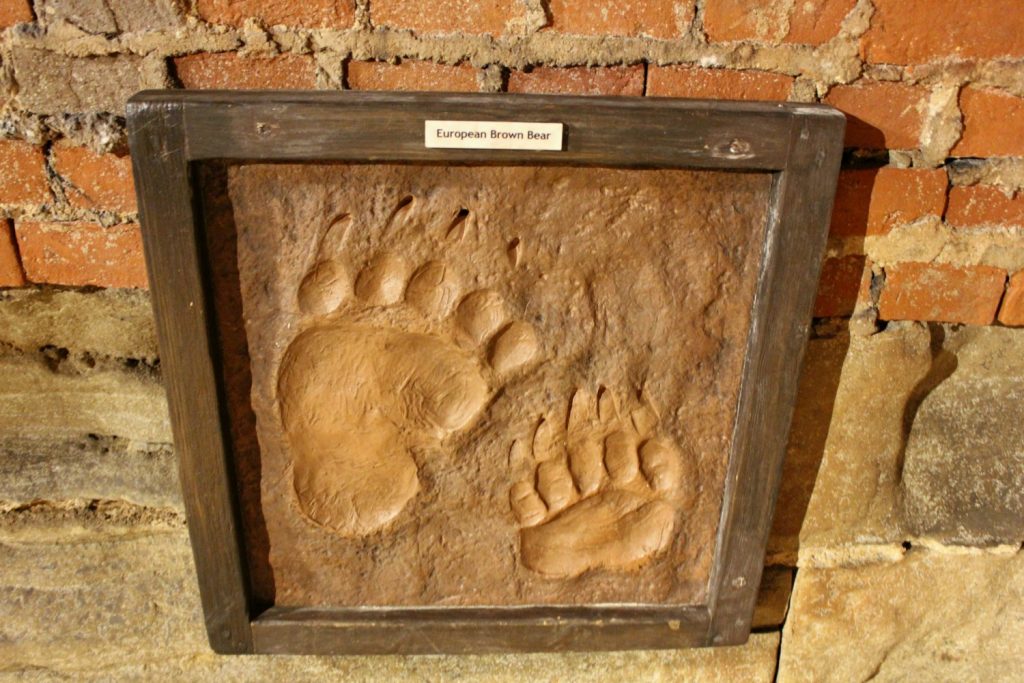 European brown bear prints - visiting Warwick castle with a toddler