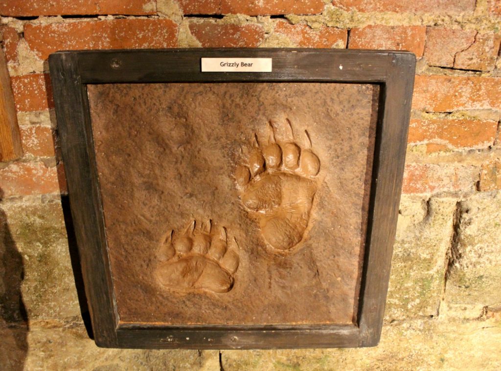 Grizzly bear prints in the Bear Tower - visiting Warwick castle with a toddler