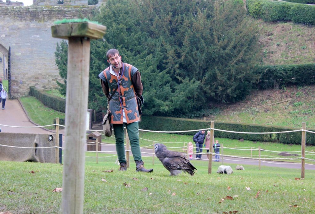 Owl on the ground looking at the falconer during the birds of prey show- visiting Warwick castle with a toddler