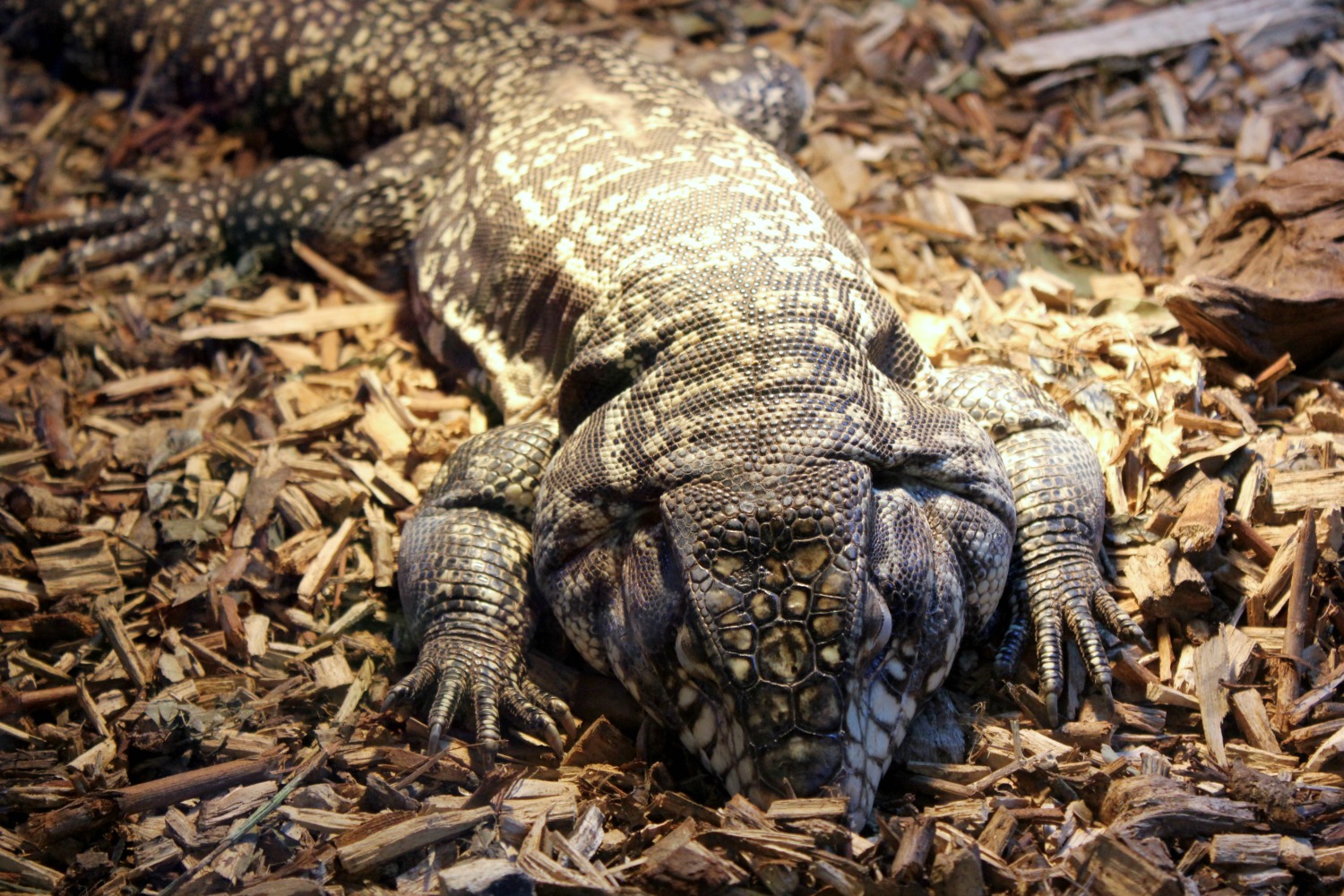 Alligator at the Isle of Wight's Amazon World Zoo Park