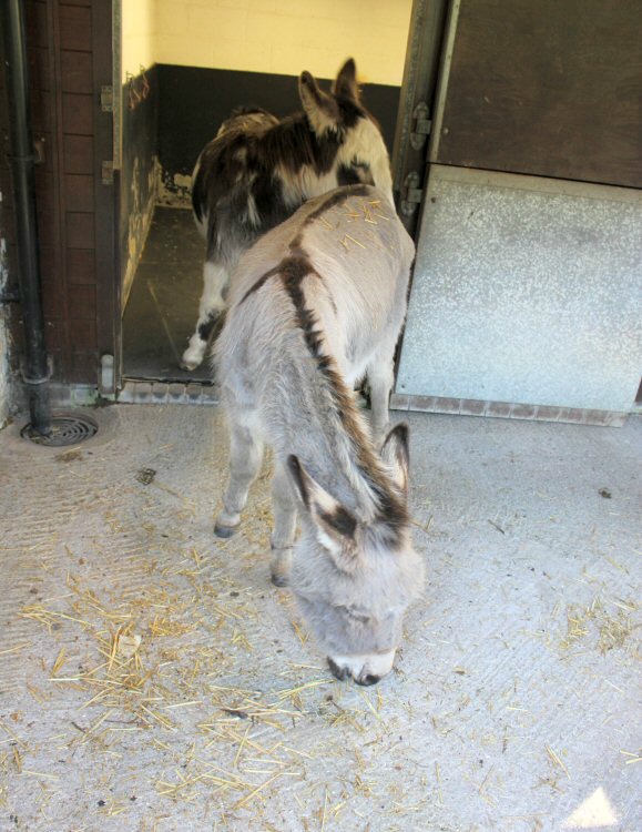 Two of the Carisbrooke Castle donkeys