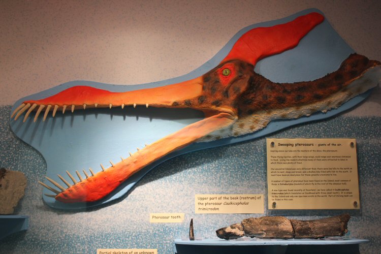 Model pterosaur head at Dinosaur Isle Museum