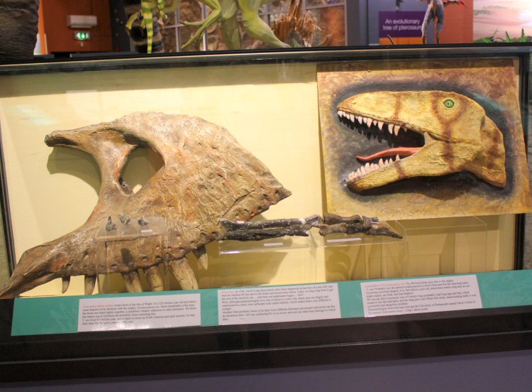 Bones and models on display at the Dinosaur Isle museum on the Isle of wight