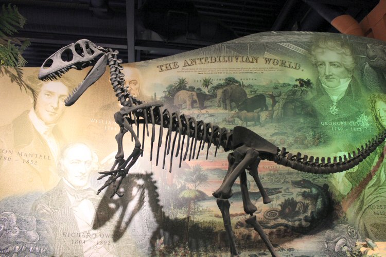 Dinosaur skeleton at the Dinosaur Isle museum on the Isle of Wight