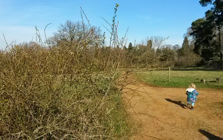 My toddler runs around the paths at Harcourt Arboretum near Oxford