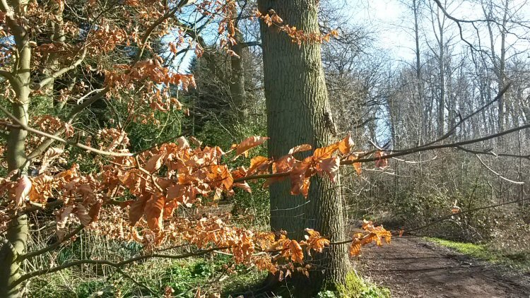 Golden orange leaves on the trees - exploring Harcourt Arboretum with a toddler