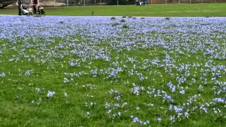 Glory of the snow blue flowers at Kew Gardens