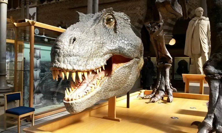Huge dinosaur head at the Oxford Museum of Natural History, one of my favourite stops on a family day out in Oxford
