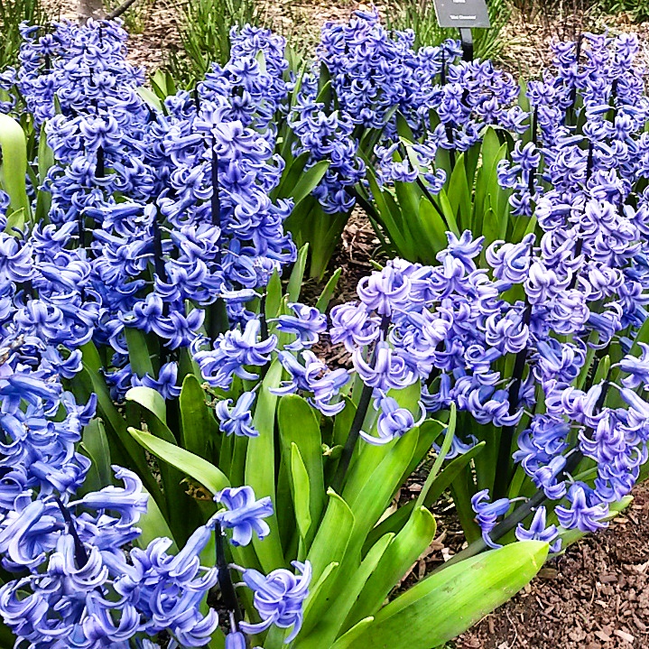 Bluebell flowers at Kew Gardens