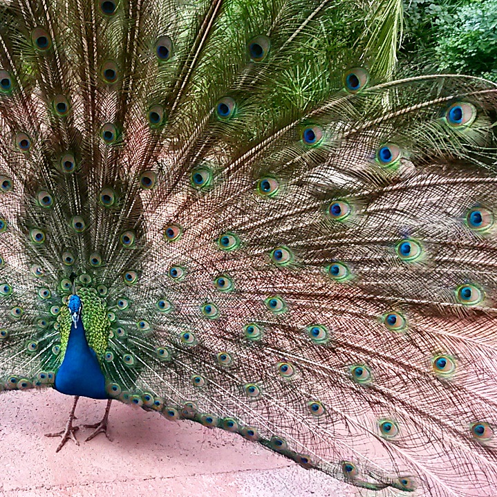 Peacock with its tail on display at Palmitos Park in Gran Canaria