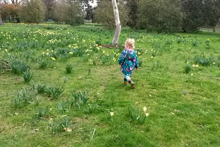 My toddler walks through Kew Gardens among the daffodils