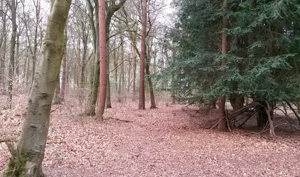 Leafy trail through the trees at Wendover Woods