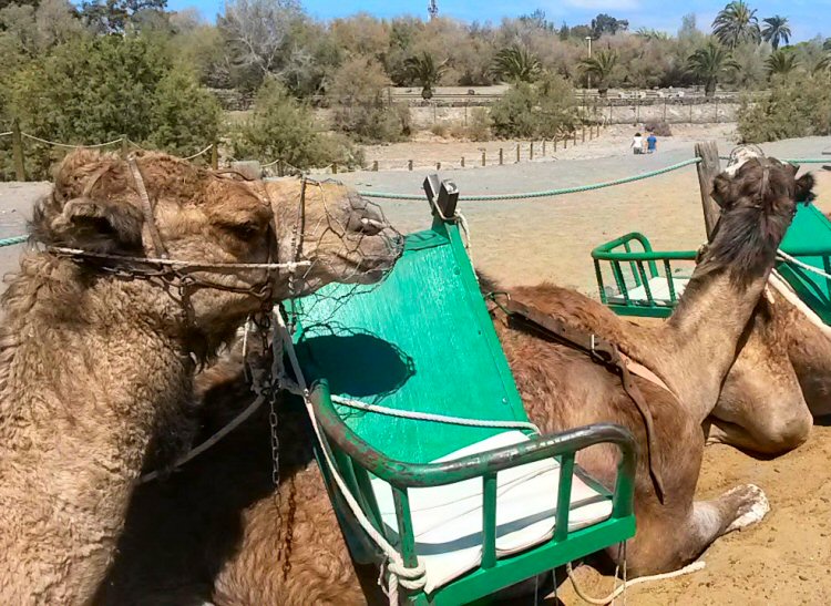 Our ships of the desert for a Maspalomas camel ride in Gran Canaria