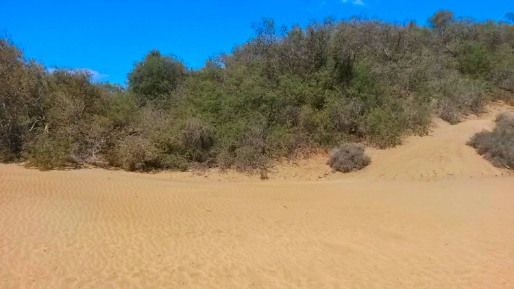 The Maspalomas dunes in Gran Canaria