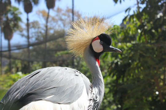 Bird at Palmitos park zoo in Gran Canaria