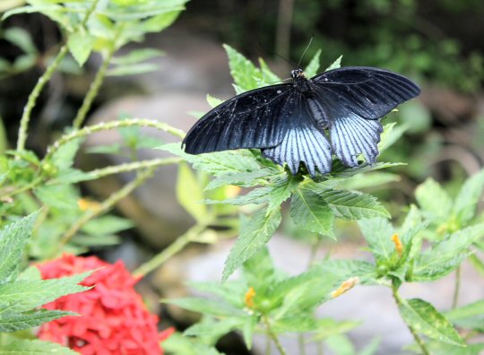 Butterfly on a plan at Palmitos Park zoo in Gran Canaria