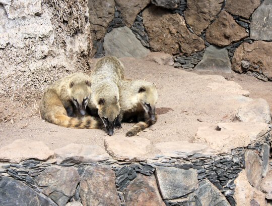 Coatis at Palmitos Park, Gran Canaria