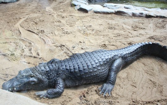 Crocodile at Palmitos Park