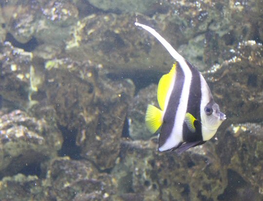 One of the striped reef fish in the Palmitos Park aquarium