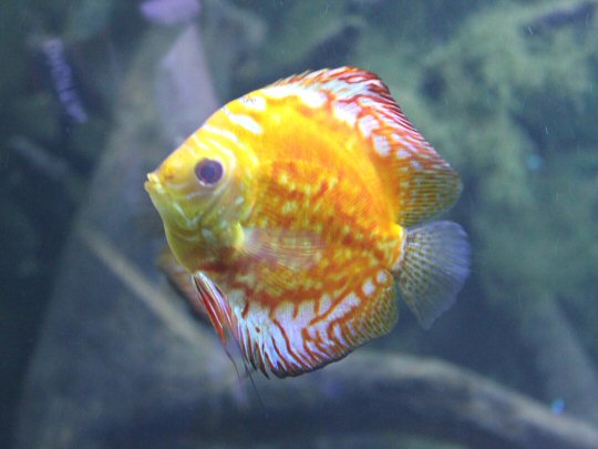One of the reef fish in the Palmitos Park aquarium