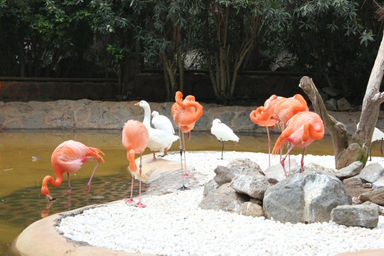 Flamingos at Palmitos Park, Gran Canaria