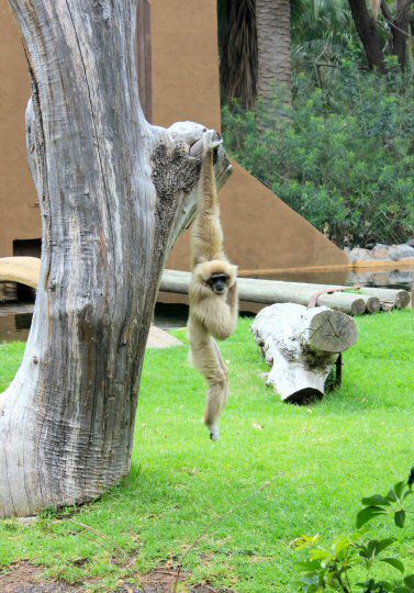 Gibbon hanging from a tree at Palmitos Park zoo in Gran Canaria