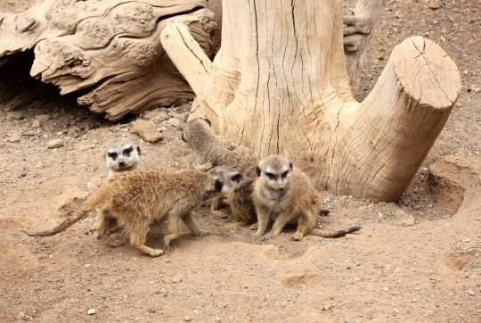 Meerkats huddled together at Palmitos Park zoo