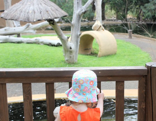 Monkeys on their island at Palmitos Park