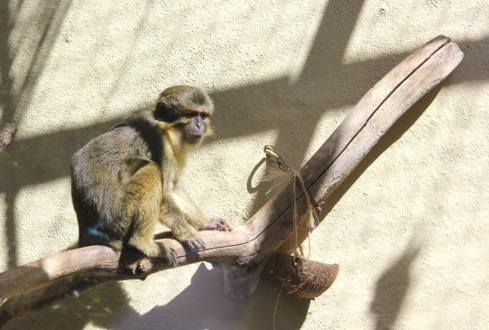 Monkey on a branch at Palmitos Park in Gran Canaria
