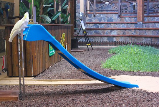 Cockatoo on a slide during one of the shows at Palmitos Park in Gran Canaria