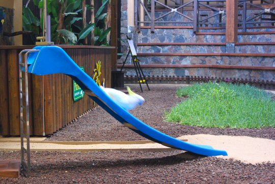 Cockatoo sliding down a slide during one of the shows at Palmitos Park in Gran Canaria