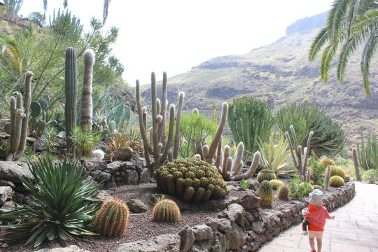 My toddler daughter by the side of some cacti at Palmitos Park in Gran Canaria